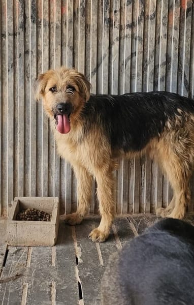 OTTO (Rescate)