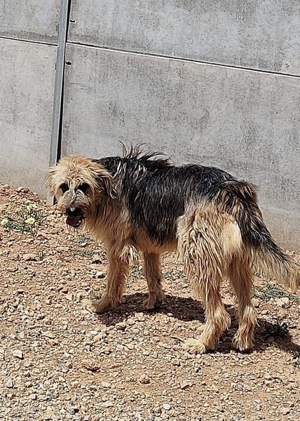 OTTO (Rescate)