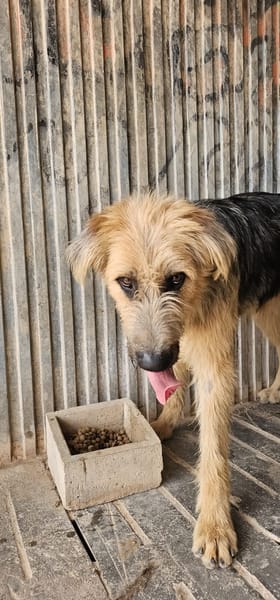 OTTO (Rescate)