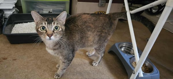 Aloha chatte réunion