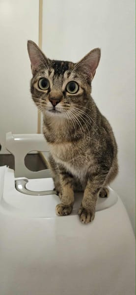 Aloha chatte réunion