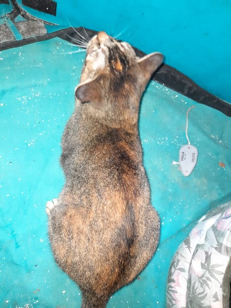Aloha chatte réunion