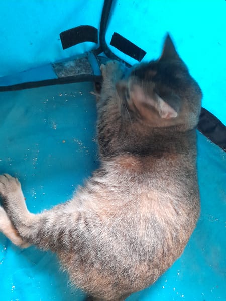 Aloha chatte réunion