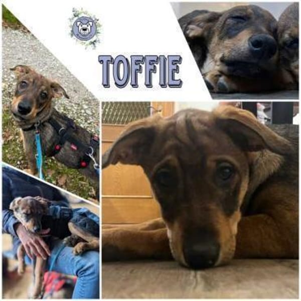 TOFFIE * Gute-Laune-Welpen-Junge