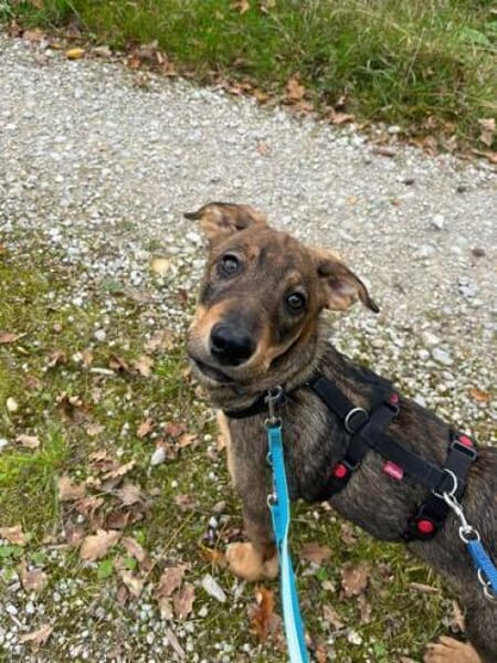 TOFFIE * Gute-Laune-Welpen-Junge