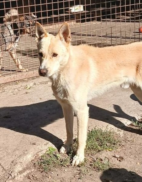 Justin ist ein Herzenshund