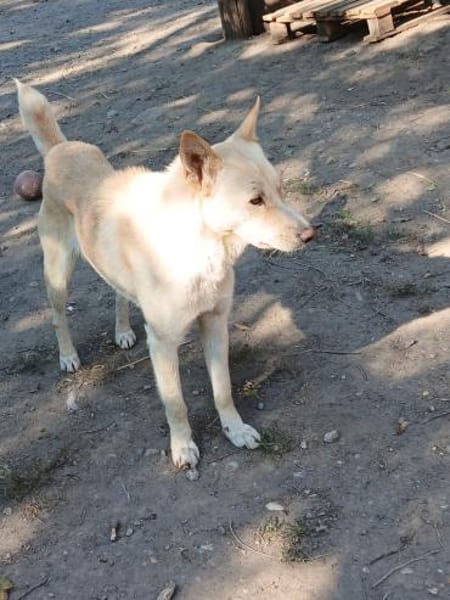 Justin ist ein Herzenshund