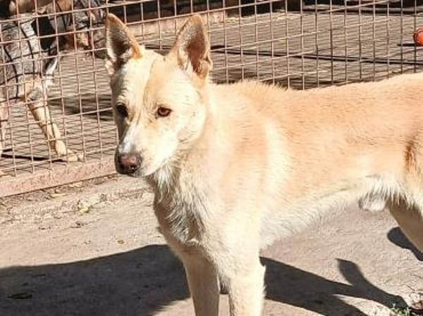 Justin ist ein Herzenshund