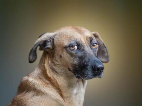 Freundliche Liù wünscht sich Zuhause