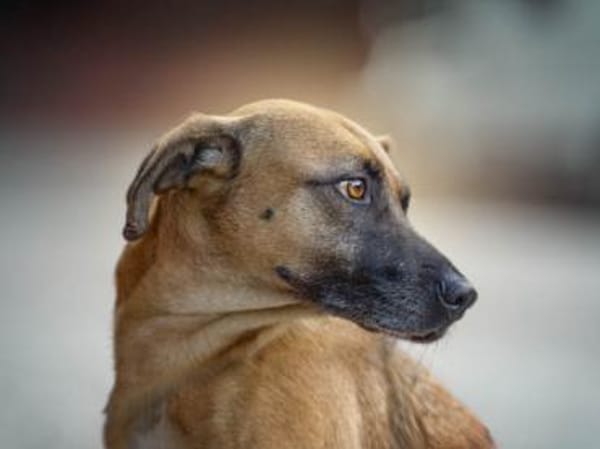 Freundliche Liù wünscht sich Zuhause