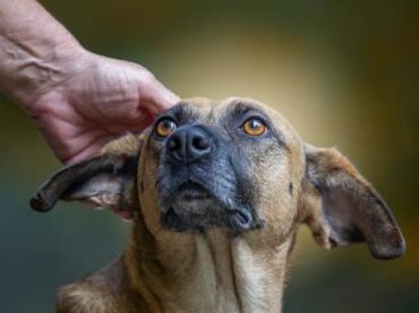 Freundliche Liù wünscht sich Zuhause