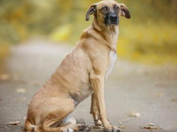 Freundliche Liù wünscht sich Zuhause