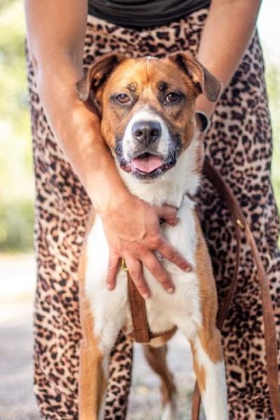 Mister Berci, offener Knuddelbär, ca. 1J