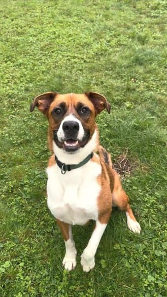 Mister Berci, offener Knuddelbär, ca. 1J