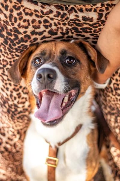 Mister Berci, offener Knuddelbär, ca. 1J