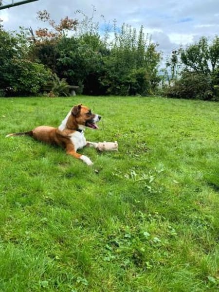 Mister Berci, offener Knuddelbär, ca. 1J