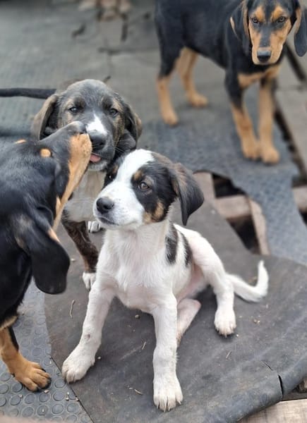 Milo wartet auf eine Familie