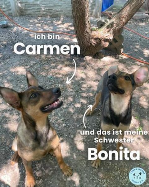 Carmen SI, fröhlich und neugierig