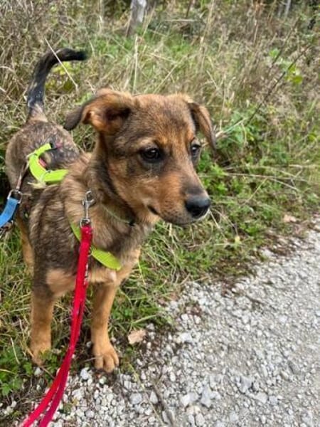 KSENA * mutige Welpin sucht Anschluss