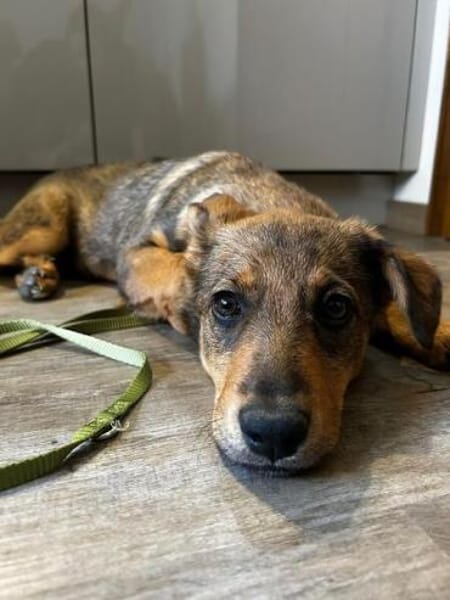 KSENA * mutige Welpin sucht Anschluss