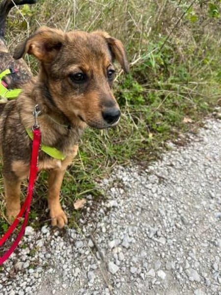 KSENA * mutige Welpin sucht Anschluss