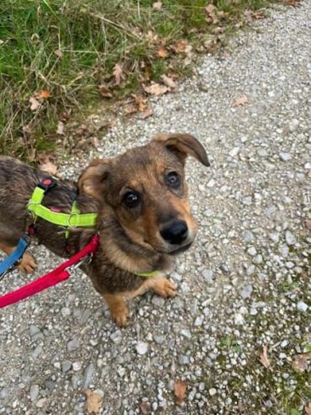 KSENA * mutige Welpin sucht Anschluss