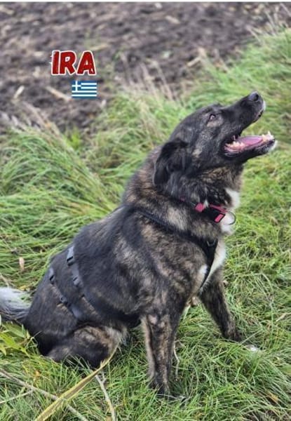 Ira - lieb und ruhig