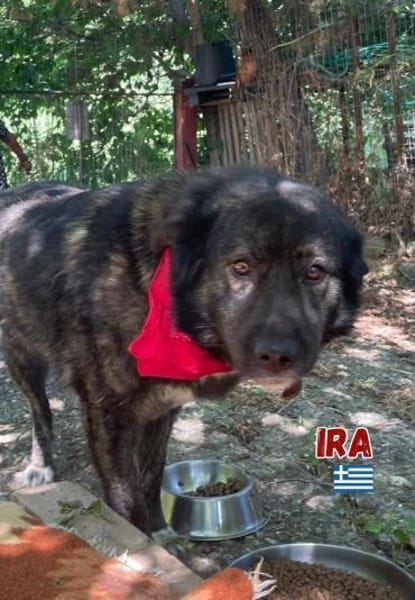 Ira - lieb und ruhig