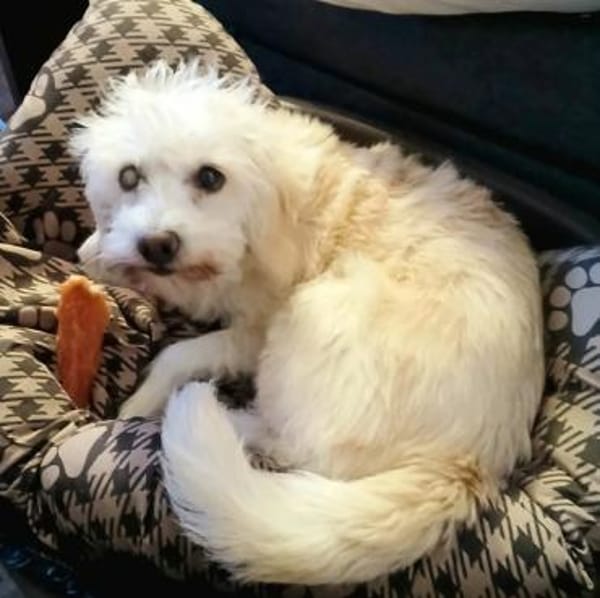 Ivory - kleine Kuschelprinzessin
