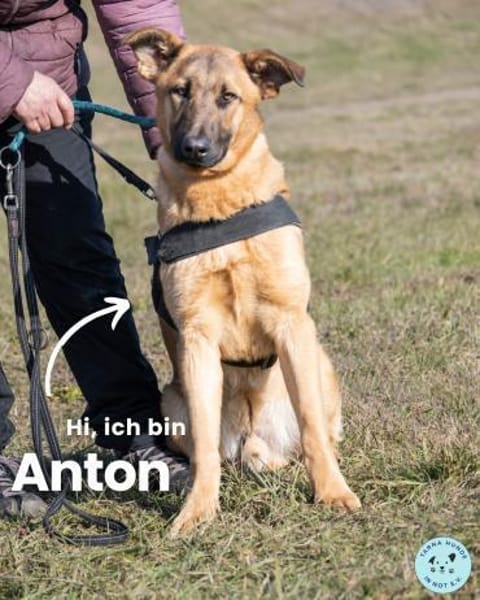 Anton SI, ist noch sehr unsicher