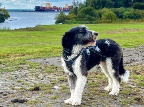 Jaky1 sucht ein Zuhause