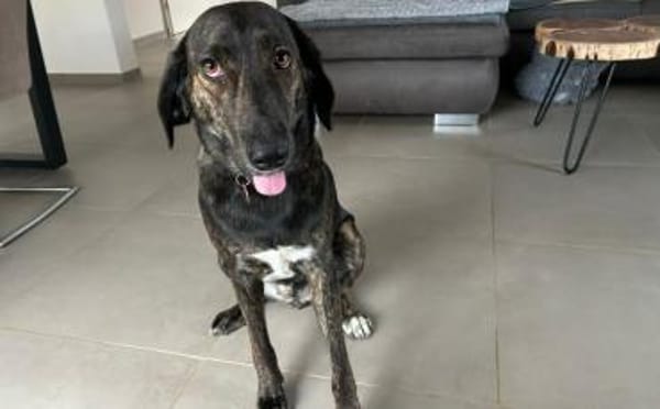 Zuhause gesucht für Neela