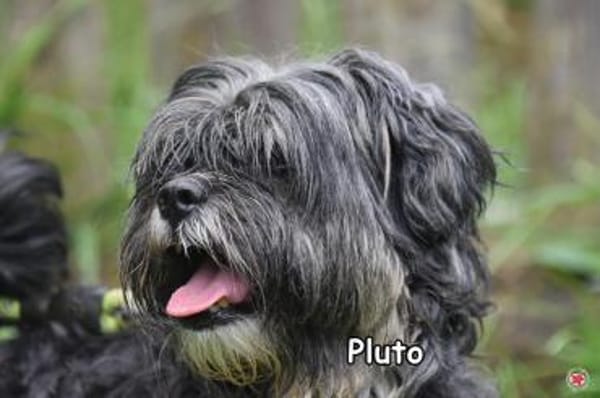 PLUTO