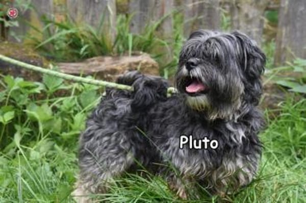PLUTO