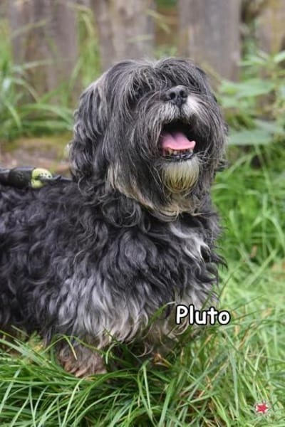 PLUTO