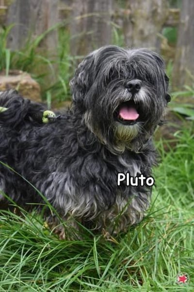 PLUTO