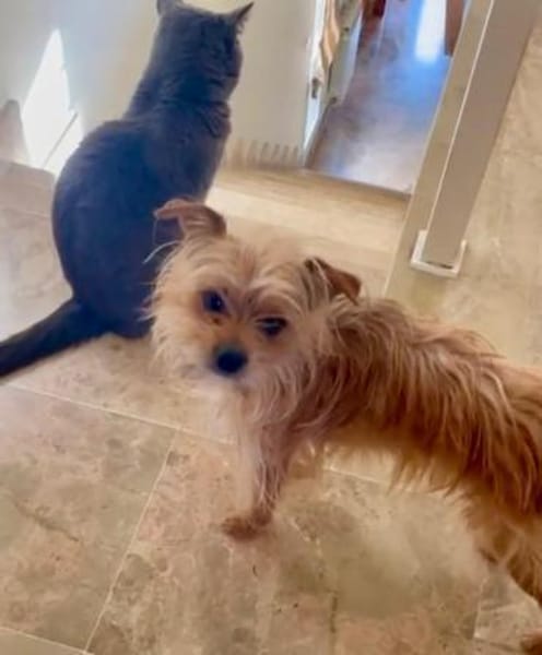 MARLEY, m., kastr., Yorkshire-Mix