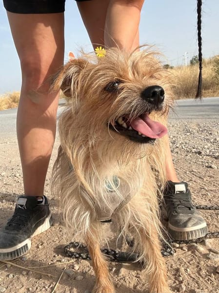 MARLEY, m., kastr., Yorkshire-Mix