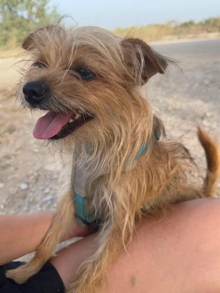 MARLEY, m., kastr., Yorkshire-Mix