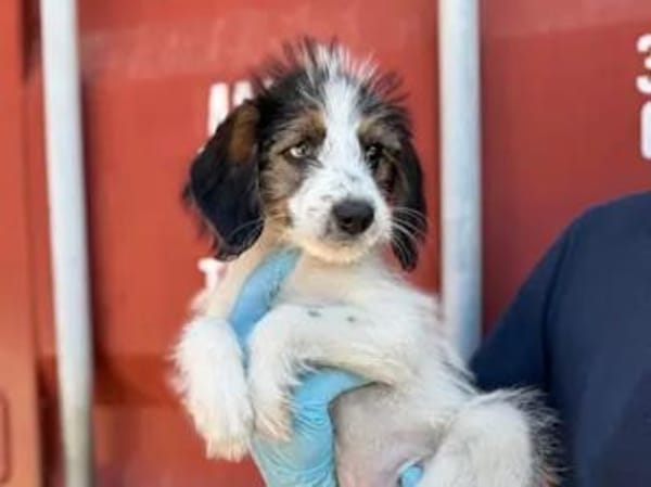 ISA - die Kleine sollte sterben