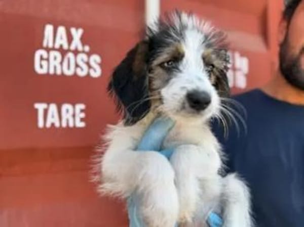 ISA - die Kleine sollte sterben