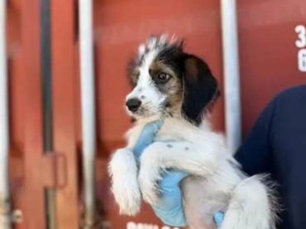 ISA - die Kleine sollte sterben