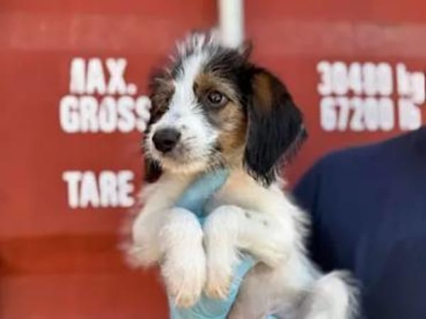 ISA - die Kleine sollte sterben