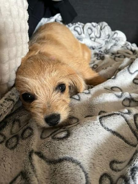 Safi sucht ihr Zuhause