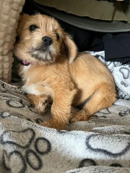 Safi sucht ihr Zuhause