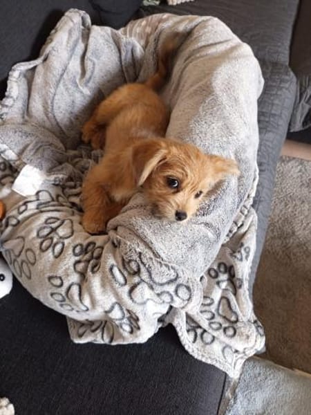 Safi sucht ihr Zuhause