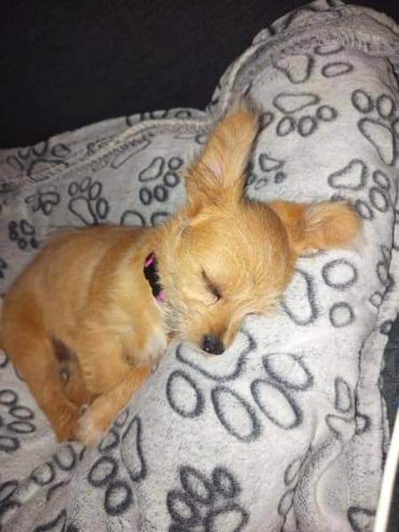 Safi sucht ihr Zuhause