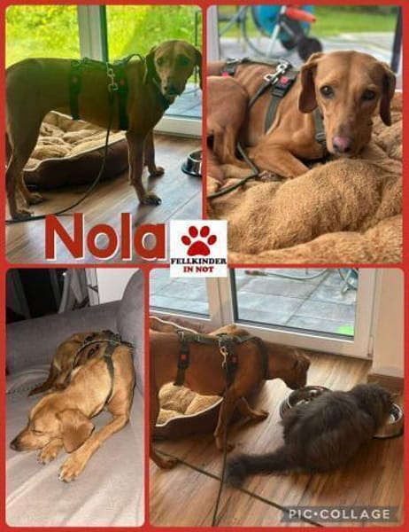 Nola Bracke Hündin Mischling Traumhund