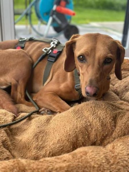 Nola Bracke Hündin Mischling Traumhund