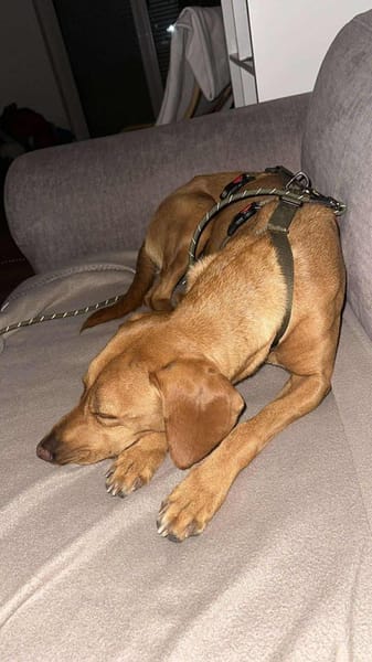 Nola Bracke Hündin Mischling Traumhund